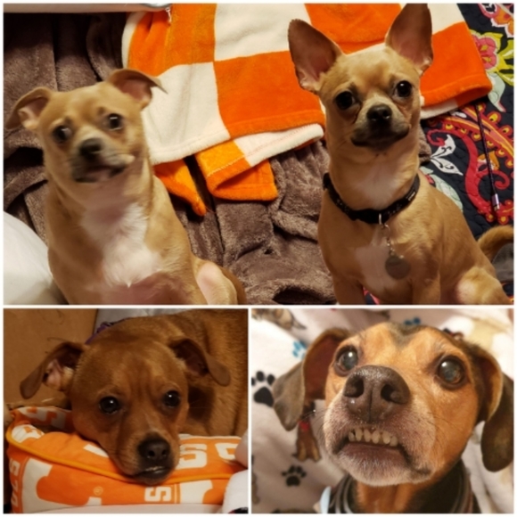 Meet your Posher, CoCo - Picture 9 of 12